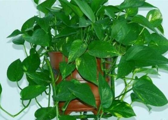 綠蘿需要施什么肥，以氮肥為主、鉀肥為輔(增施葉面肥)