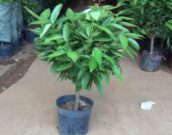 平安樹怎么繁殖，平安樹扦插方法圖解