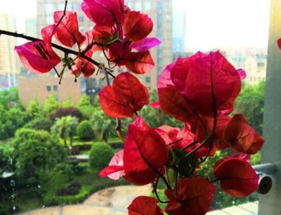 三角梅有毒嗎，三角梅可以放在臥室嗎/有毒不可以