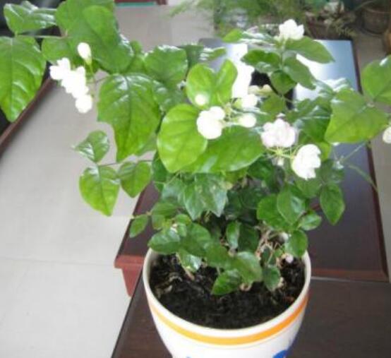 室內(nèi)養(yǎng)茉莉好嗎，殺滅病菌、美化環(huán)境、清神醒目