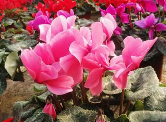 仙客來(lái)葉子為什么發(fā)軟，仙客來(lái)葉子發(fā)軟怎么辦