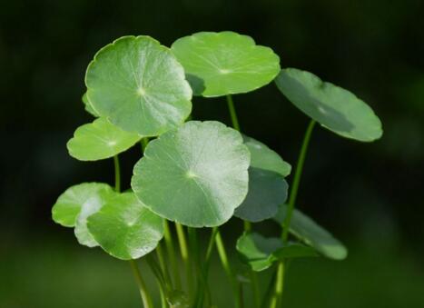 銅錢草適合室內(nèi)養(yǎng)嗎，雖然可以養(yǎng)但是要注意以下幾點(diǎn)