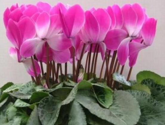 仙客來夏季的養(yǎng)殖方法和注意事項，只需注意五個要點(安然度夏)