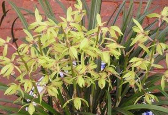 蘭花的品種，細(xì)數(shù)蘭花十大最珍貴的品種