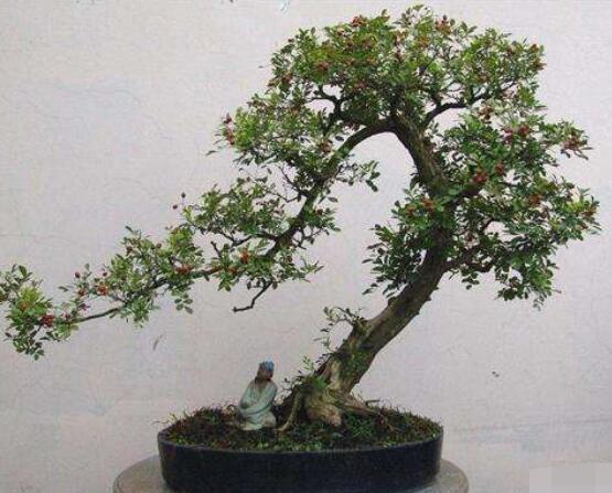 九里香盆景的養(yǎng)殖方法，做好七個基本養(yǎng)殖要點滿盆花香