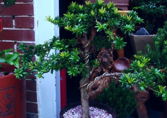 羅漢松有毒嗎，羅漢松可以在臥室養(yǎng)嗎