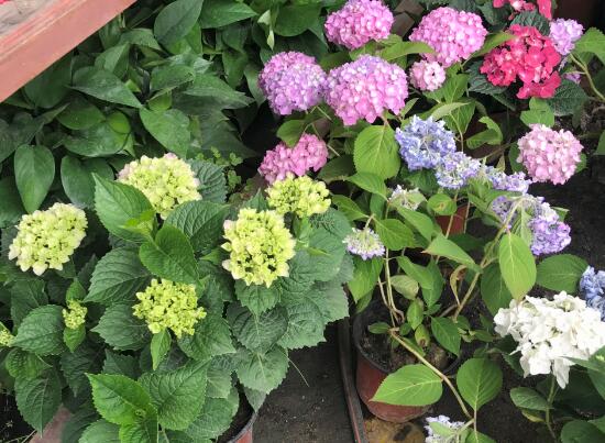 繡球花怎么養(yǎng)，繡球花的養(yǎng)殖方法