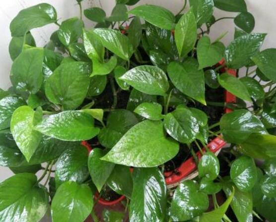 綠蘿不長葉原因，做好澆水、施肥、光照養(yǎng)護(hù)條件