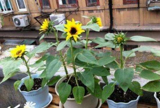 向日葵什么時候播種，向日葵繁殖方法