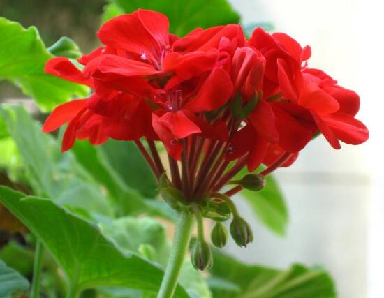 天竺葵施什么肥好，天竺葵怎么施肥