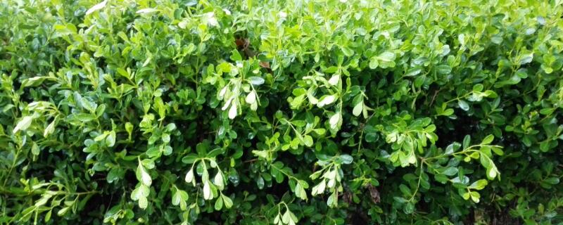 冬青樹(shù)和黃楊區(qū)別