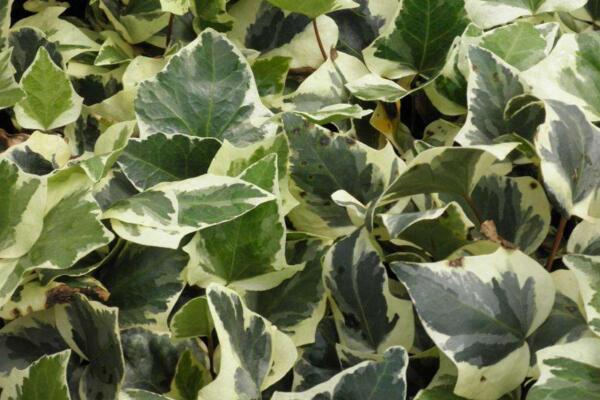 常春藤哪個品種最好，中華常春藤最為常見