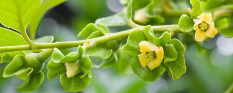 柿子樹(shù)開(kāi)花嗎