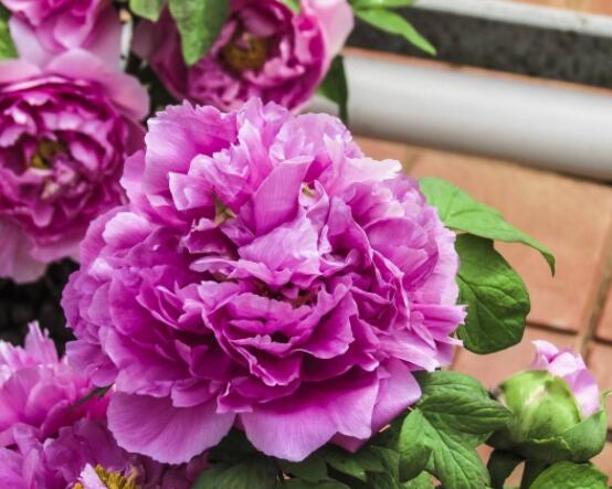 家庭盆栽牡丹花怎么養(yǎng)護，老農總結六個要點促進花大色艷