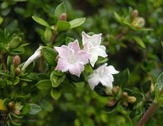 六月雪為什么不開花，三種原因以及解決辦法