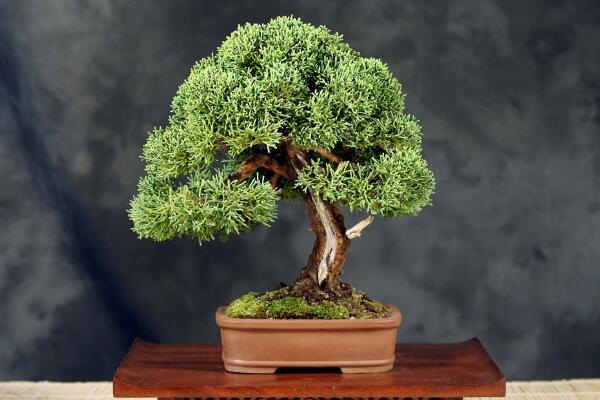 榕樹盆景圖片，獨(dú)特藝術(shù)欣賞