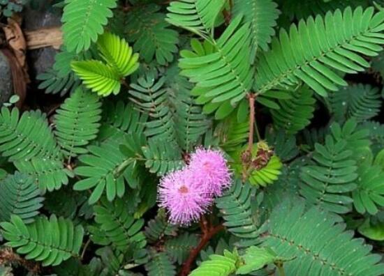 含羞草能在家里養(yǎng)嗎，不適合/頭發(fā)、眉毛嚴(yán)重脫落