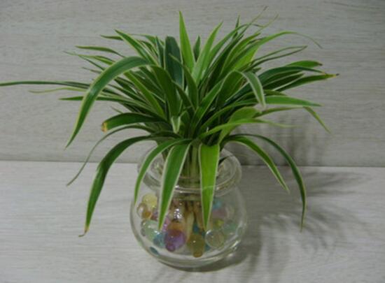 吊蘭可以水培嗎，水養(yǎng)吊蘭怎么養(yǎng)才茂盛