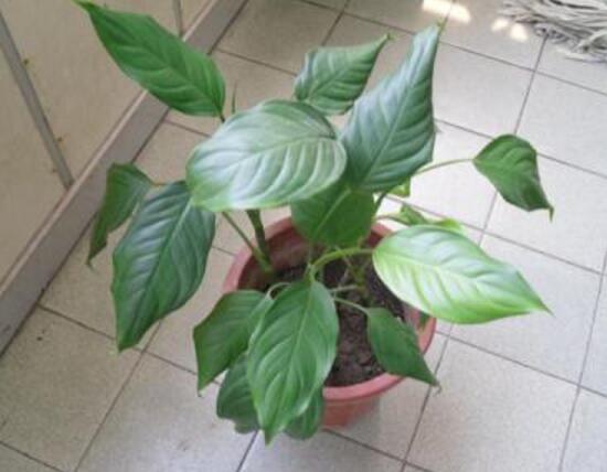 廣東萬年青怎么養(yǎng)，廣東萬年青的養(yǎng)殖方法和注意事項