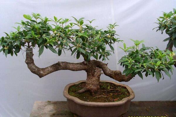 桂花掉葉子怎么補(bǔ)救，可能是澆水、施肥不當(dāng)導(dǎo)致