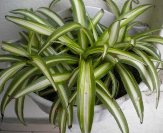 金心吊蘭怎么繁殖，扦插繁殖最為簡(jiǎn)單實(shí)用(存活率高)