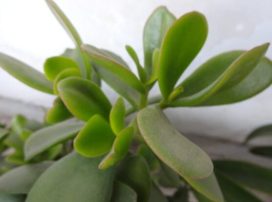 燕子掌有什么作用，美化環(huán)境、凈化空氣