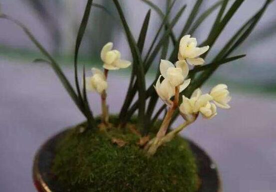 蘭花哪個(gè)品種最好，素冠荷鼎天價(jià)難買(鎮(zhèn)園之寶)