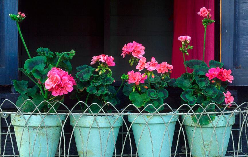 天竺葵的扦插方法，合理的選擇插條最重要