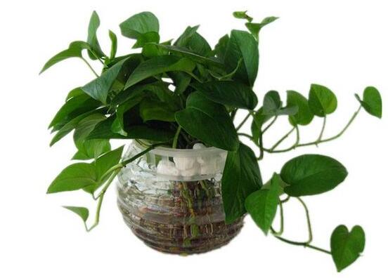 怎樣種植綠蘿，老農(nóng)總結(jié)最簡(jiǎn)單兩種種植方法(水培與土培)