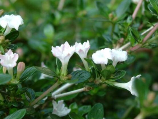 六月雪葉子軟了變黑怎么辦，教你兩種最直觀有效解決方法