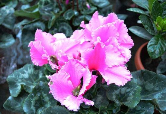 仙客來花莖發(fā)蔫彎下來，仙客來花倒下怎么辦