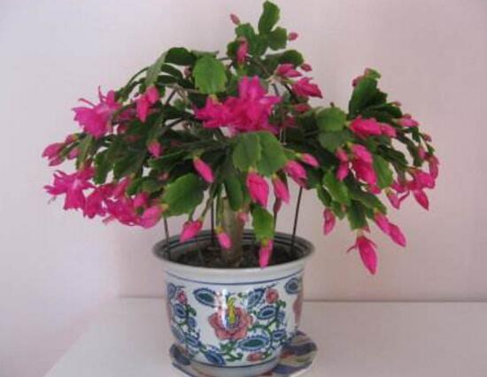 蟹爪蘭怎么施肥，蟹爪蘭什么時候施肥好