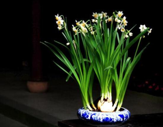 水仙花水養(yǎng)怎么選盆，選圓形、橢圓形、淺盆、淺盤最為合適