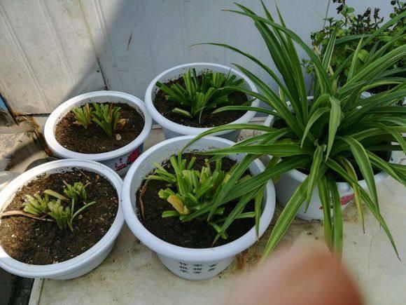 吊蘭怎么換盆，怎么簡單怎么換小方法簡單易學(xué)