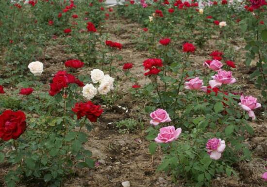 月季什么時候種最合適，月季花的種植方法