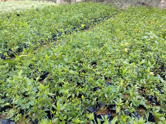 梔子花怎么繁殖，梔子花五大繁殖方法