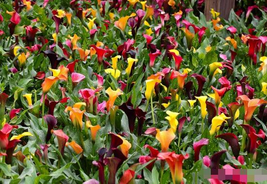 欣賞最好看馬蹄蓮圖片花語，代表著忠貞不渝，永結(jié)同心