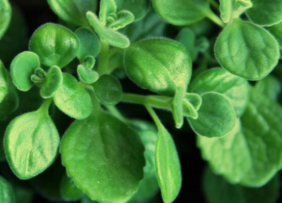 碰碰香的功效與作用，凈化空氣、消炎消腫，制作香精