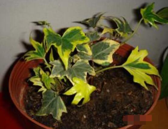 常春藤葉片干枯怎么救，老農(nóng)總結(jié)三種最有效解決辦法