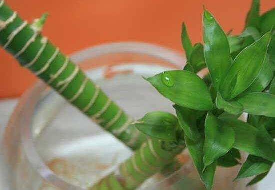 富貴竹怎么修剪，富貴竹修剪方法圖解