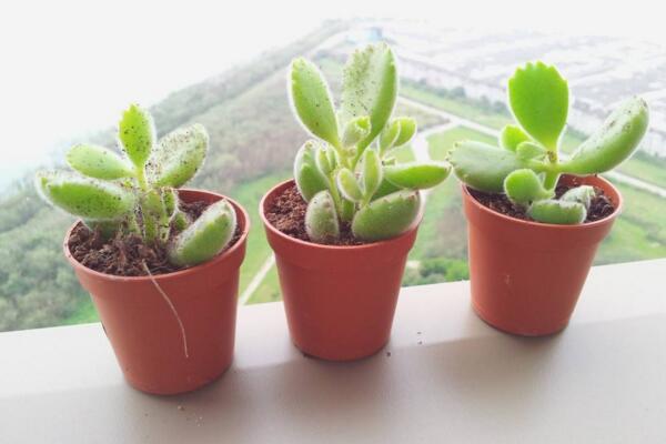 熊童子冬天怎么養(yǎng)，冬季必須要做好以下5點(diǎn)