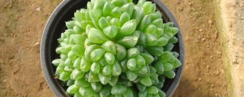 玉露為什么往上長(zhǎng)