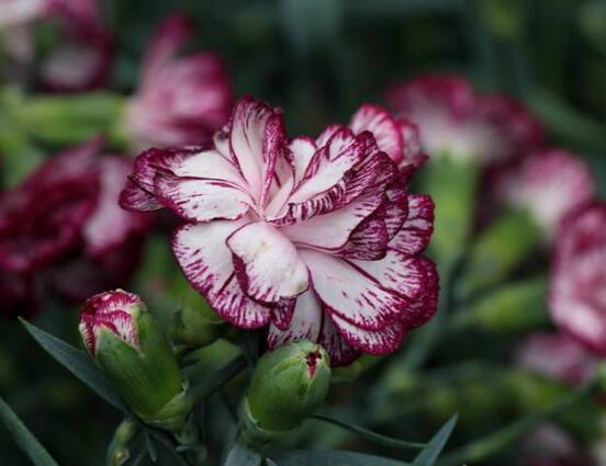 康乃馨花苞干癟怎么救，三種原因以及解決辦法