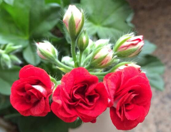 天竺葵花苞干枯怎么辦，老農(nóng)總結(jié)三種最常見解決方法