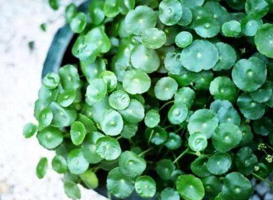 銅錢草的風(fēng)水作用是什么，銅錢草的功效與作用