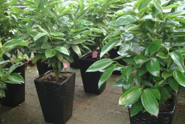 平安樹(shù)的養(yǎng)殖方法和注意事項(xiàng)，勤換盆多松土