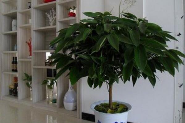 平安樹怎么換盆，刨土取/干澆水移植/給足營養(yǎng)三步搞定