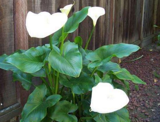 馬蹄蓮什么時(shí)候開花，馬蹄蓮不開花的原因