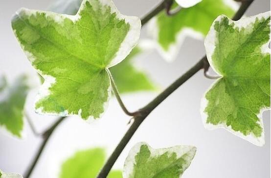 常春藤用淺盆還是深盆，深、淺盆都合適