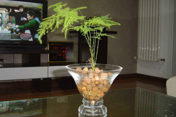 文竹可以水培嗎，可以水培需做好養(yǎng)護(hù)工作